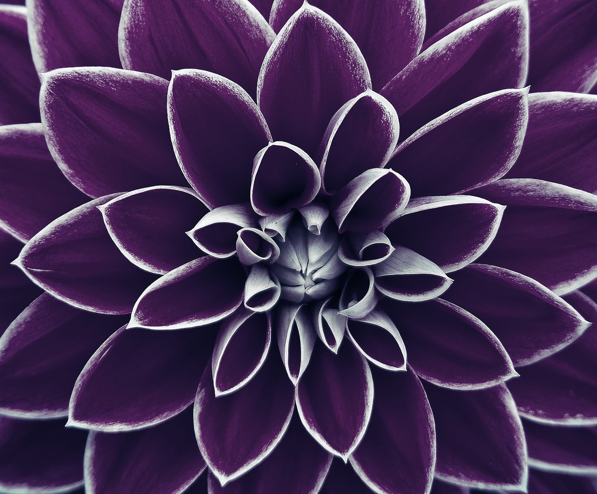 open purple lotus flower